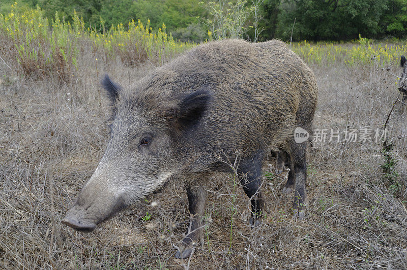 野猪(Sus scrofa)